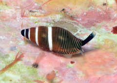 Mokumea divaricata