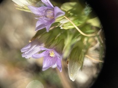 Gentianella ramosa