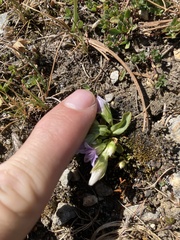 Gentianella ramosa