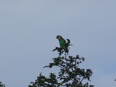Poicephalus cryptoxanthus tanganyikae