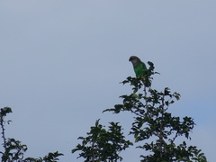 Poicephalus cryptoxanthus tanganyikae