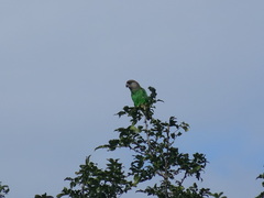 Poicephalus cryptoxanthus tanganyikae