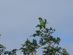 Poicephalus cryptoxanthus tanganyikae