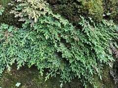 Selaginella labordei