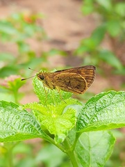 Oriens goloides