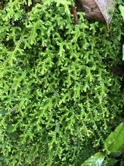 Selaginella labordei