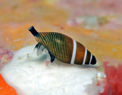 Mokumea divaricata