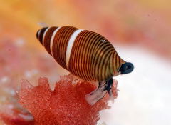 Mokumea divaricata