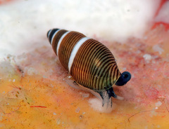 Mokumea divaricata