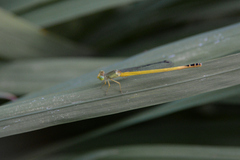 Ceriagrion melanurum