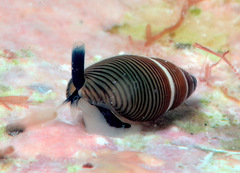 Mokumea divaricata