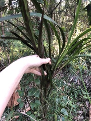 Dianella caerulea producta