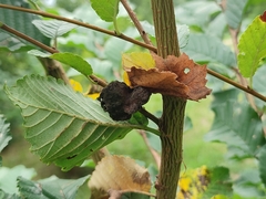 Eriosoma lanuginosum