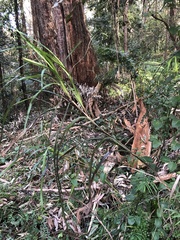 Dianella caerulea producta