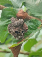 Eriosoma lanuginosum