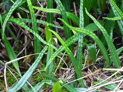 Lepisorus pseudoussuriensis