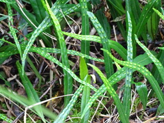 Lepisorus pseudoussuriensis