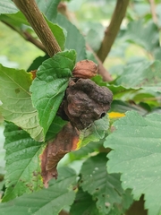 Eriosoma lanuginosum