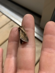 Bellura densa