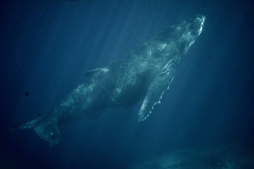 Humpback whale