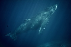 Humpback whale