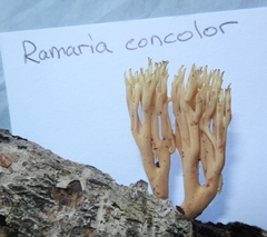 Ramaria concolor