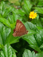 Abisara bifasciata suffusa