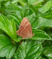 Abisara bifasciata suffusa
