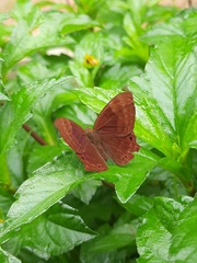 Abisara bifasciata suffusa