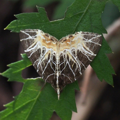 Evecliptopera illitata