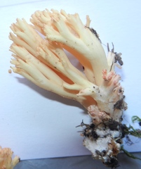 Ramaria botrytis
