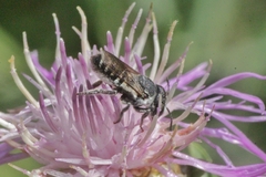 Megachile apicalis