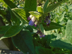 Symphytum × uplandicum