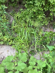Panicum philadelphicum