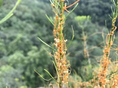 Cuscuta harperi