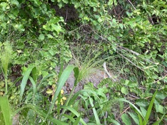 Panicum philadelphicum