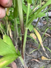 Panicum philadelphicum