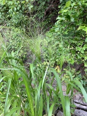 Panicum philadelphicum