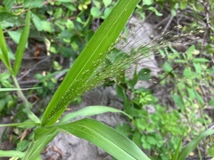 Panicum philadelphicum