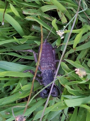 Mastigoproctus giganteus