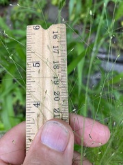 Panicum philadelphicum