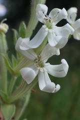 Silene viscosa