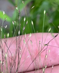 Panicum philadelphicum