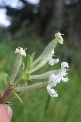 Silene viscosa