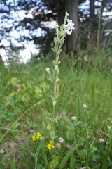 Silene viscosa
