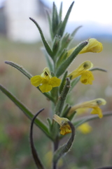 Odontites glutinosus