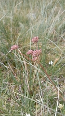 Selinum pyrenaeum