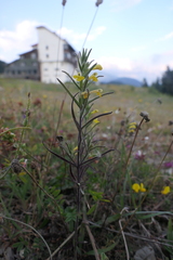 Odontites glutinosus