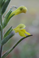 Odontites glutinosus