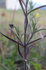 Odontites glutinosus